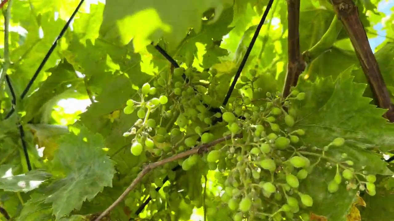 മുന്തിരിവള്ളികൾ