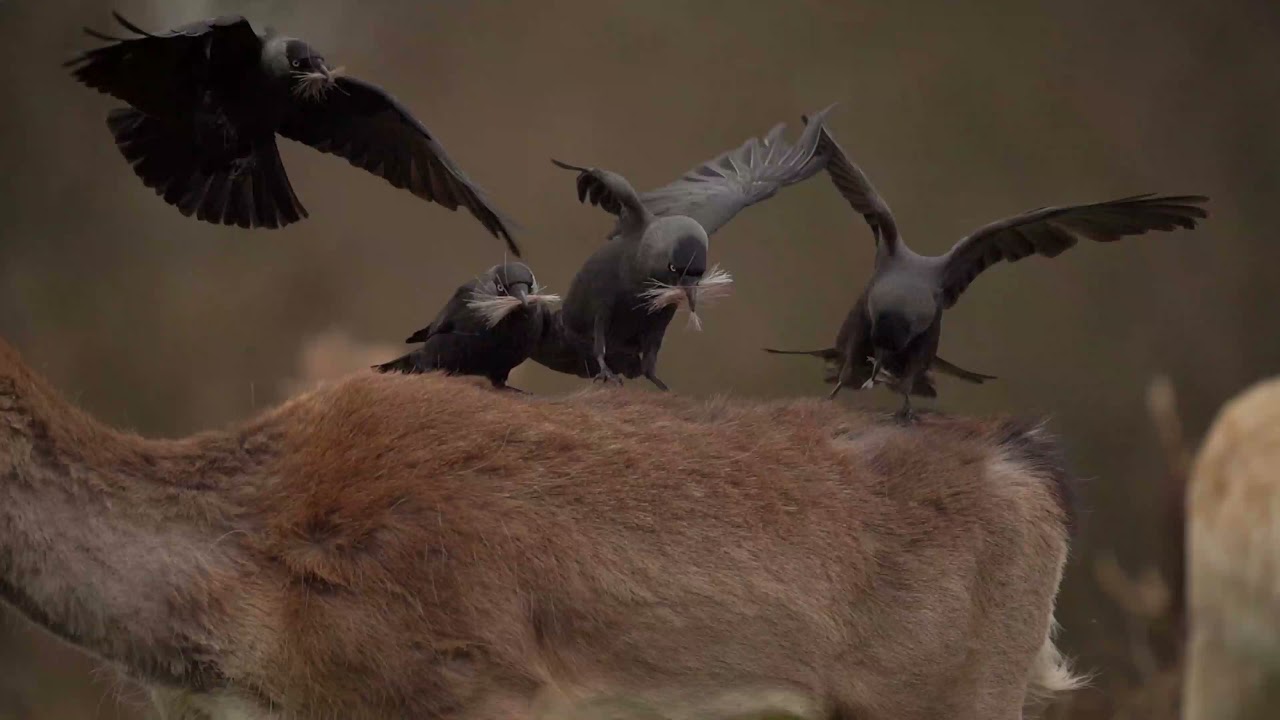 Birds Pluck Fur From Grazing Deer's Back at Richmond Park