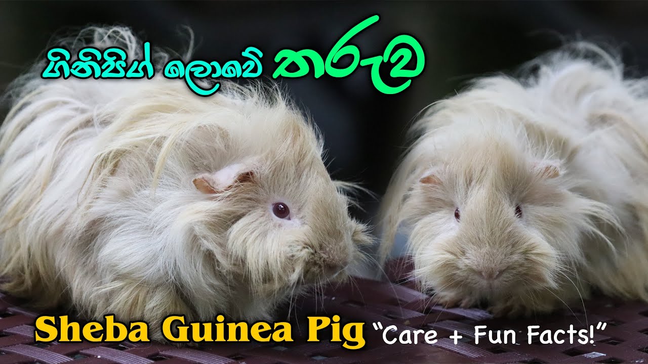 ගිනිපිග් ලොවේ හැඩකාරයා 