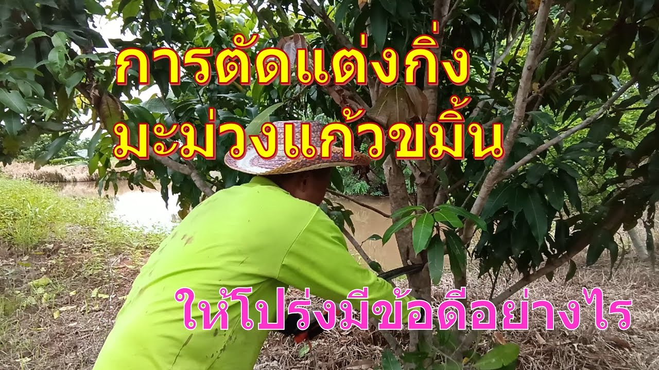 การตัดแต่งกิ่งมะม่วงแก้วขมิ้นให้โปร่ง มีข้อดีอย่างไร