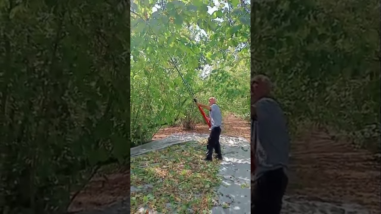 BAYİDEN SIFIR ABM MARKA FINDIK DALI SİLKELEME MAKİNASI AKÜLÜ / ŞARJLI #dalsilkeleme #meyvesilkeleme