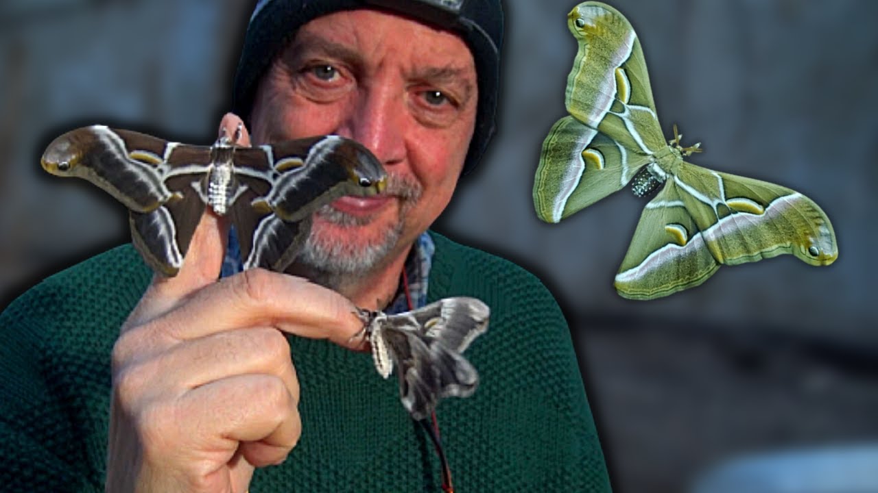 Giant Samia ricini XXL: Dr. Enzo Moretto (PhD Entomologist) talks about Samia breeding
