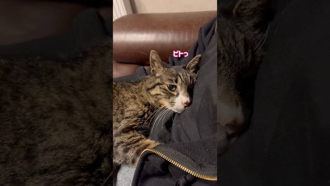 究極に可愛い我が家の甘えん坊サンタくん😻❤️