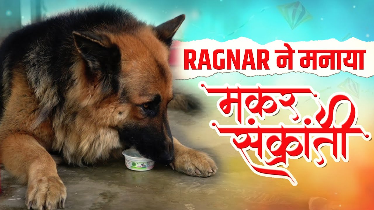 Ragnar Ne Manaya Makar Sankranti 🪁🐕 | A Special Day at Ragnar Animal Shelter #vlog