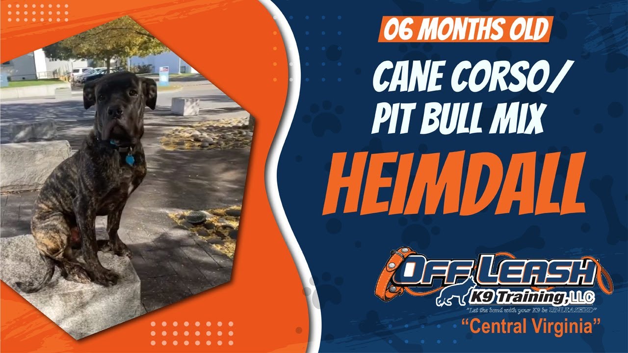 6 Month Old Cane Corso/ Pit bull mix (HEIMDALL) Virginia's Best Dog Trainers Off Leash K9 Training