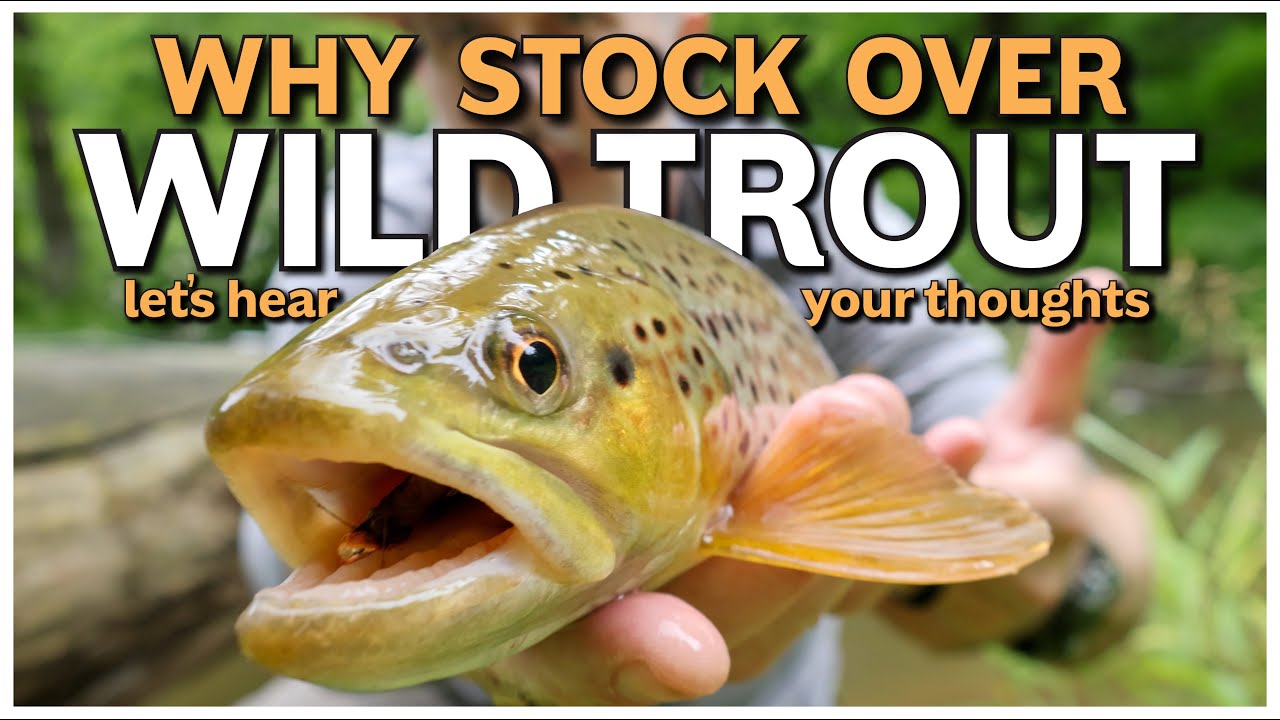 Why Stock Over Wild Trout (A Pennsylvania Fly Fishing Story)