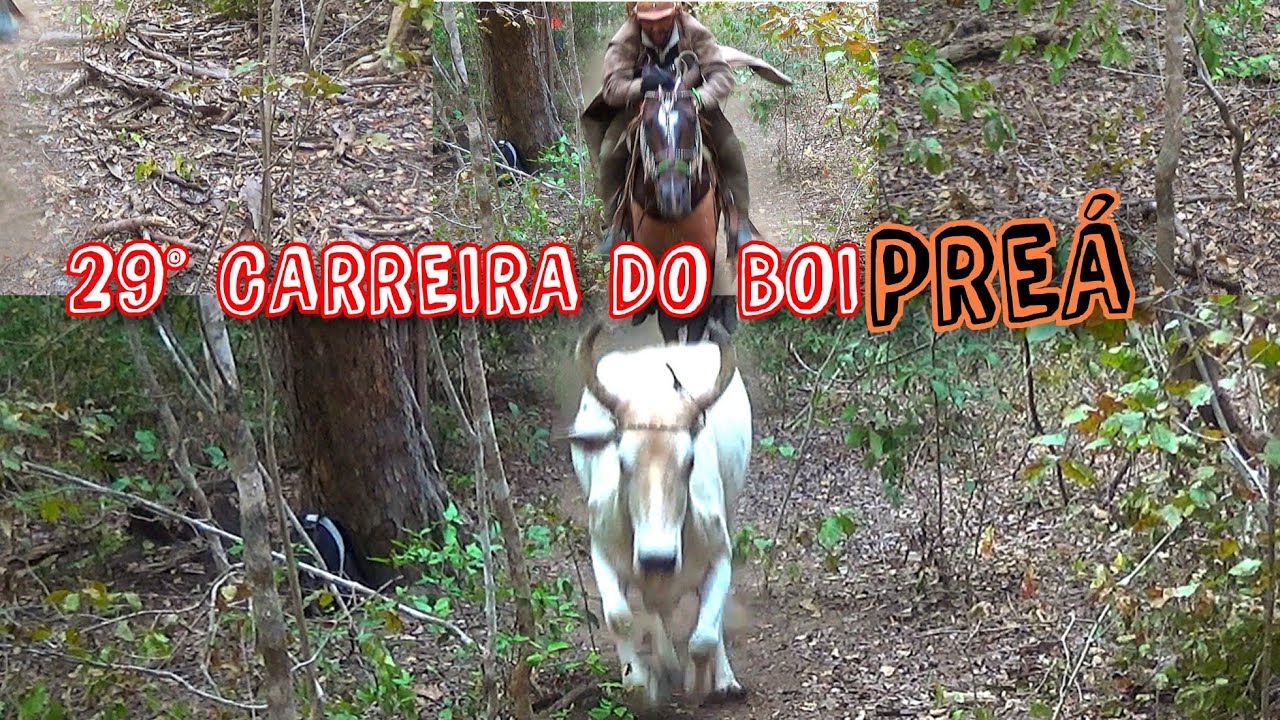 29° CARREIRA DO BOI PREÁ (vídeo completo)