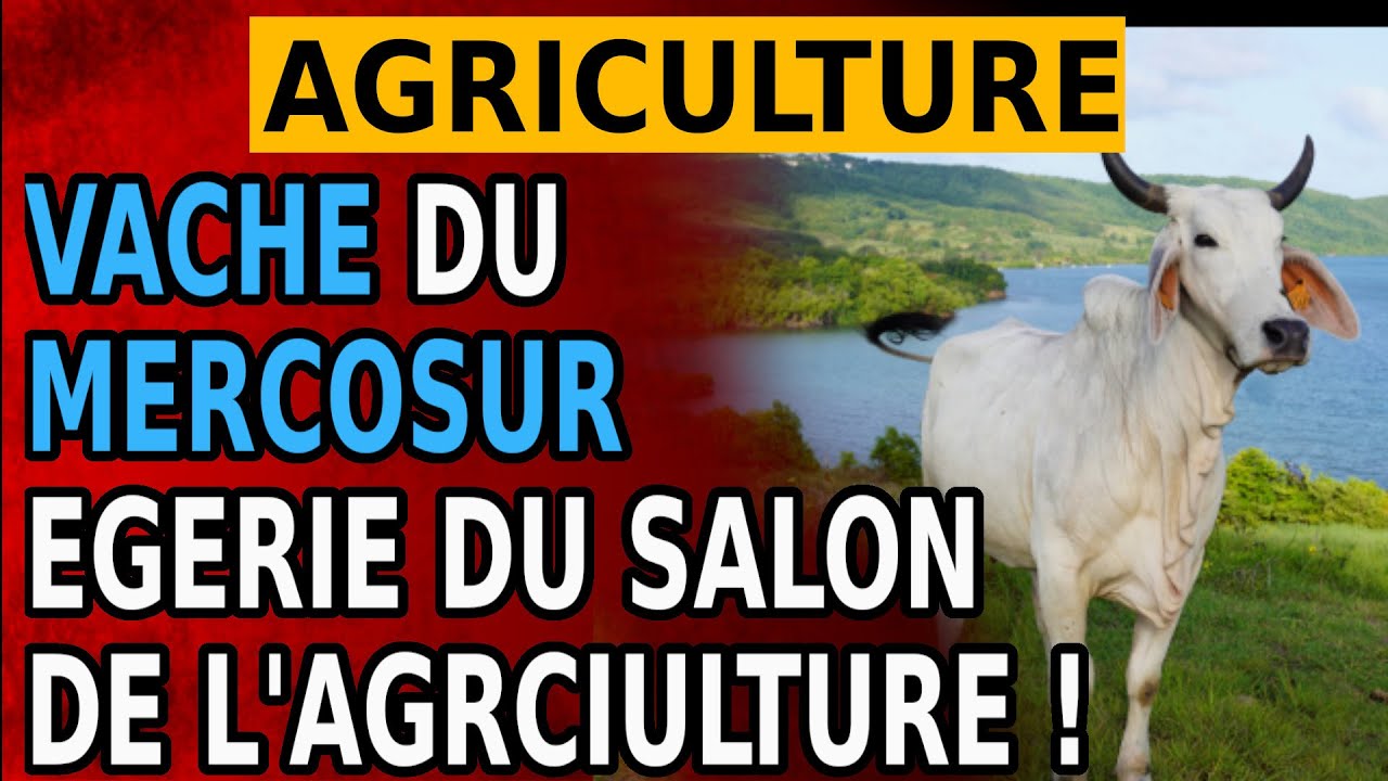 Une vache du mercosur , egerie du salon de l'agriculture 2026 !!!!