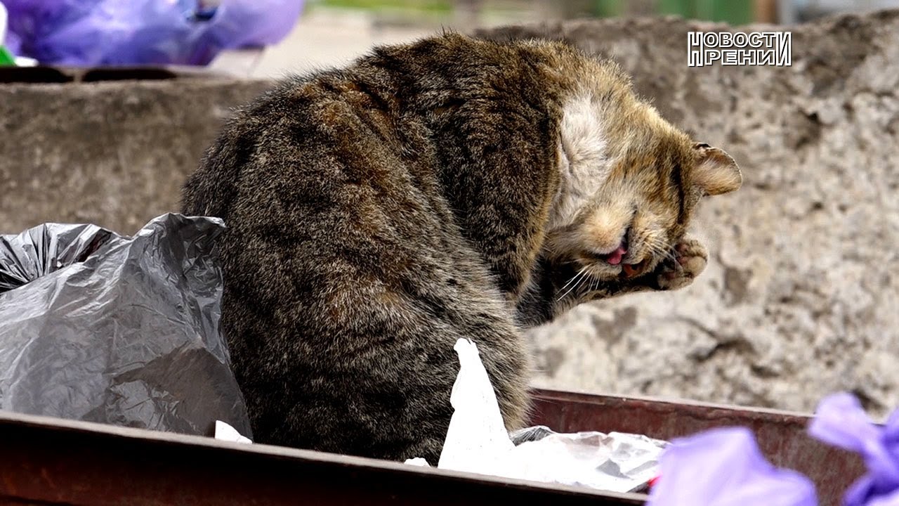 «Мусор преткновения» или как убирают город Рени…