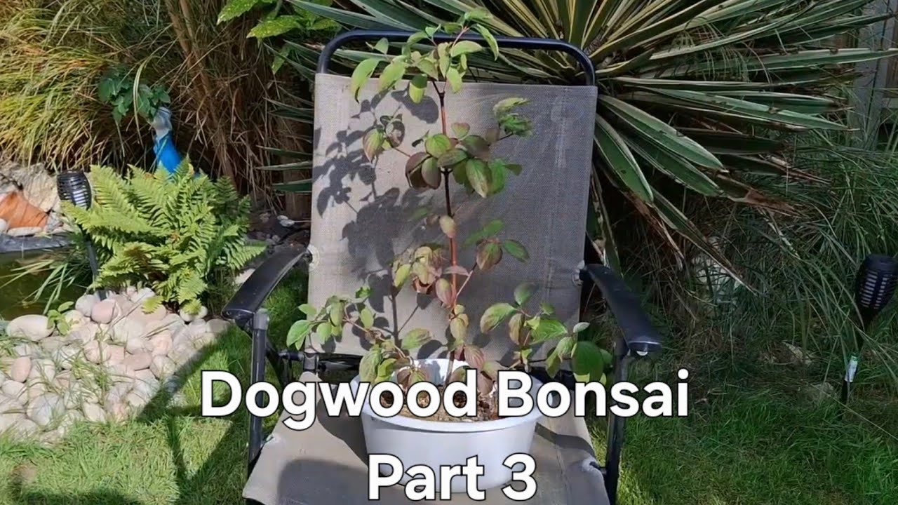 Dogwood Bonsai Progression Part 3