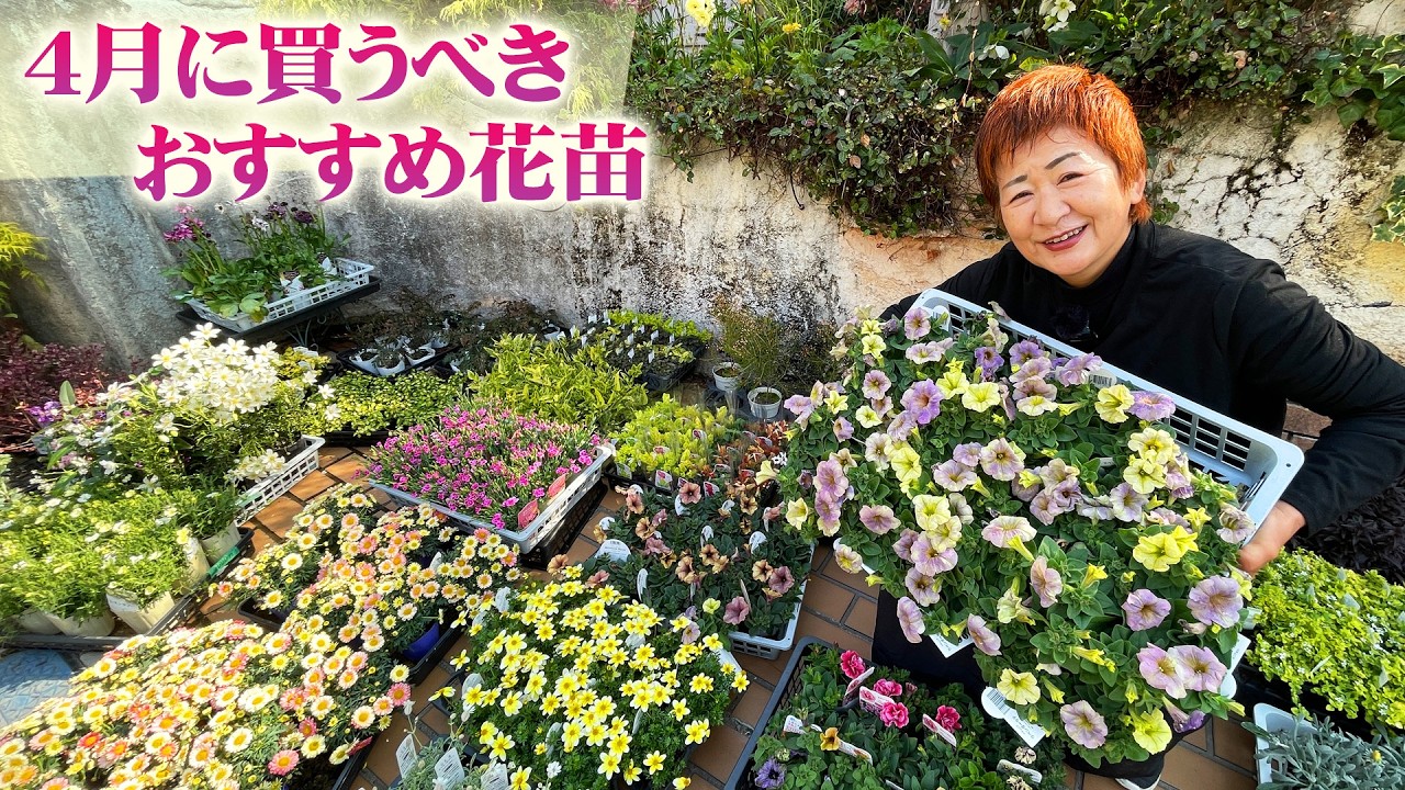 【4月に買うべき宿根草と一年草】主役のペチュニアだけじゃない！魅力的な花苗が週替わりに入るガーデニングシーズンSTART【園芸】【ガーデニング】