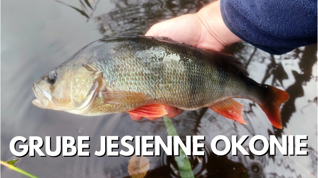 JESIENNE ŁOWIENIE OKONI - NIE UWIERZYSZ NA CO BRAŁY?!