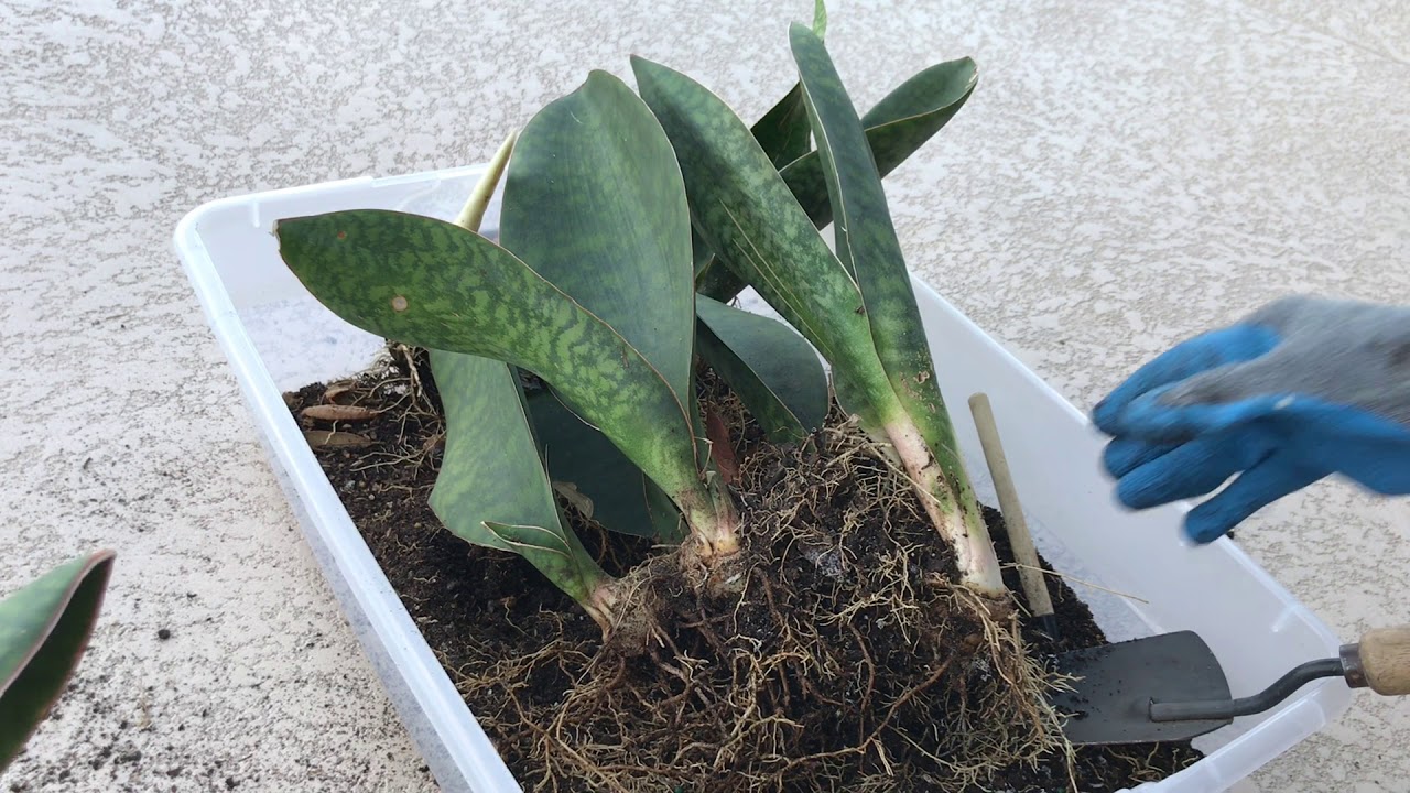 Repotting Sansevieria Whale Fin - Sansevieria Masoniana
