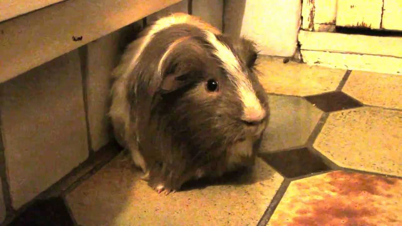 Luffy, le cochon d'inde qui chante