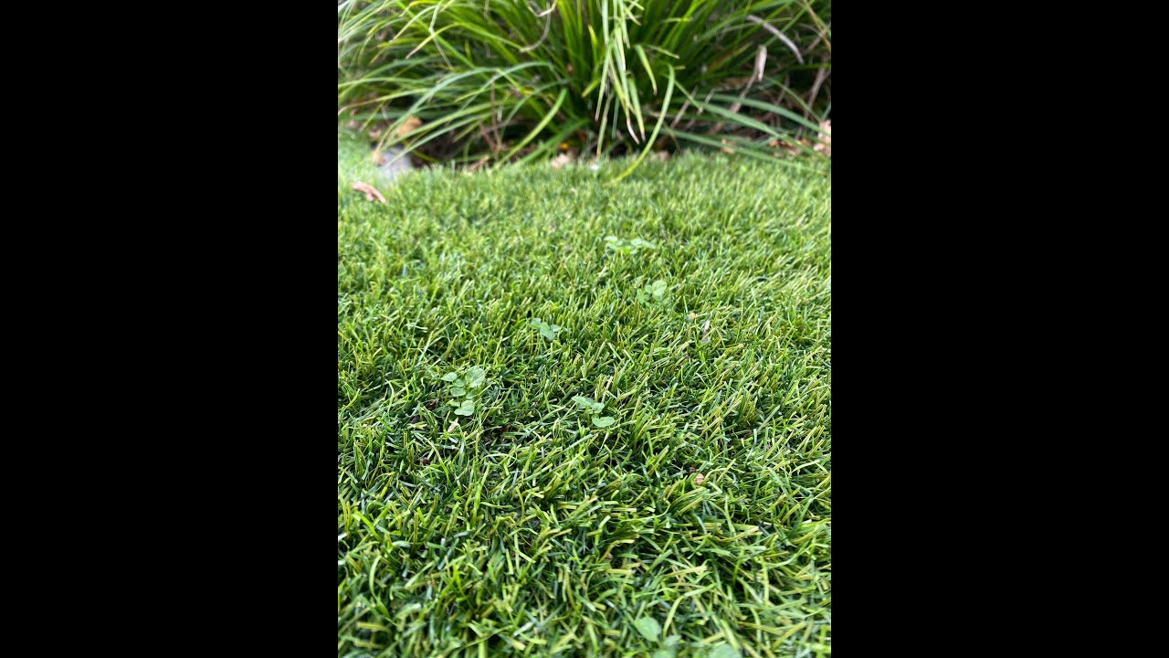 Onkruid en mos uit kunstgras verwijderen | Garden Sense. Help! Er groeit mos in mijn kunstgrasmat!