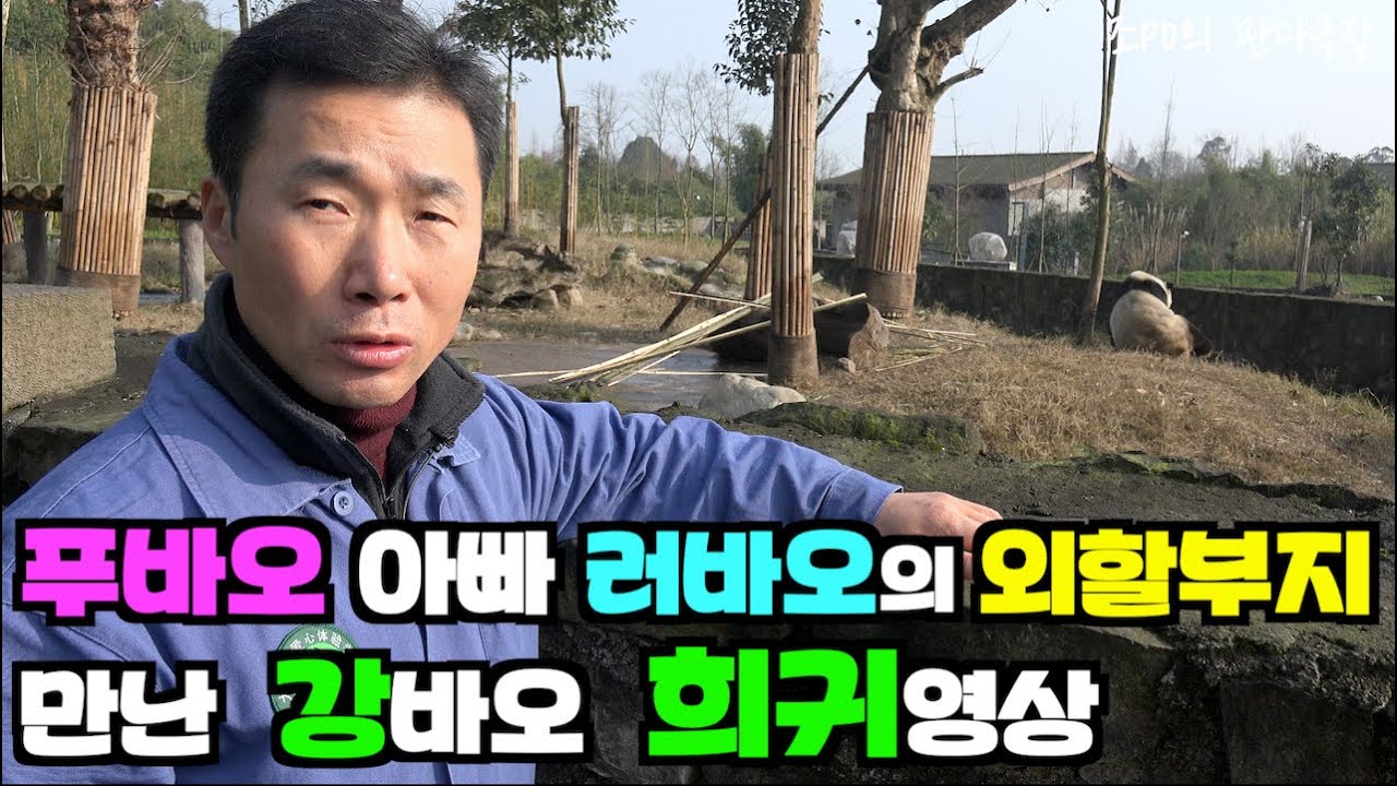 [PandaTV-4K] #푸바오 아빠 러바오의 외할부지 판판을 만난 강바오 희귀영상 #푸바오#러바오#강바오