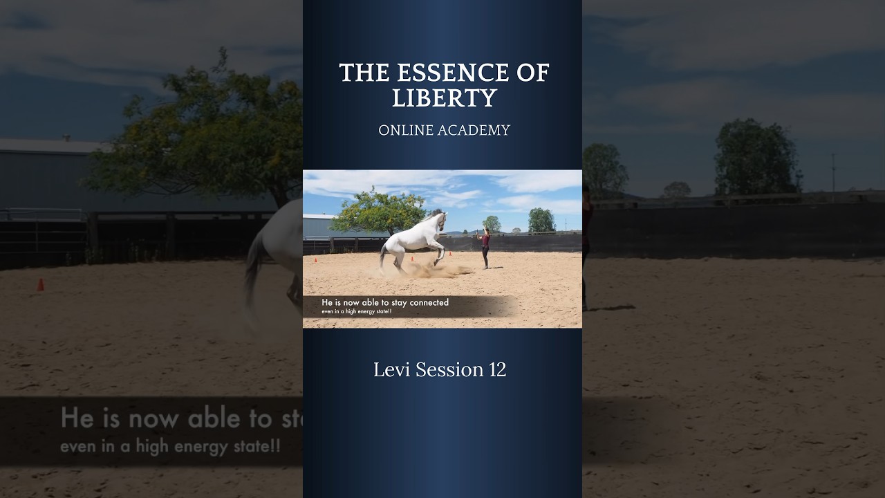 The true essence of Liberty with horses 💕 #libertyhorsemanship #horsemanship #horsetraining