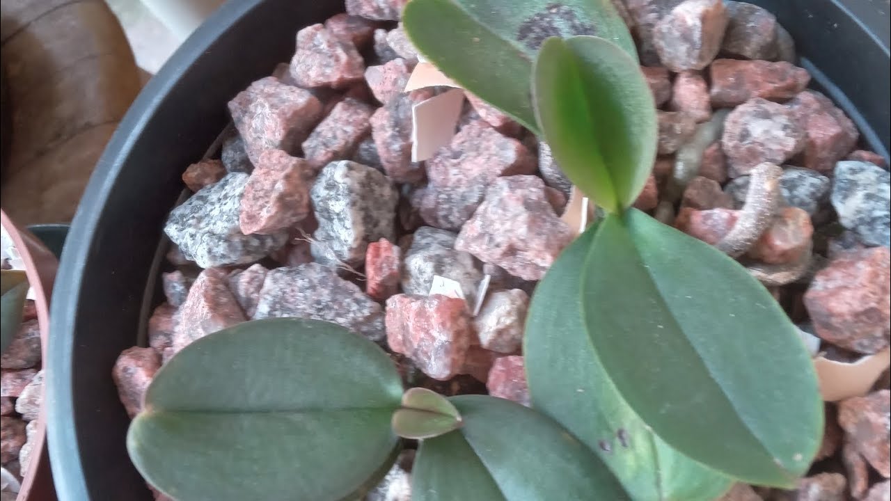 CUIDADOS SUBSTRATOS  NO CULTIVO NATURAL ADUBAÇÃO  CASEIRA  ORQUÍDEAS  PHALEANOPOLIS...