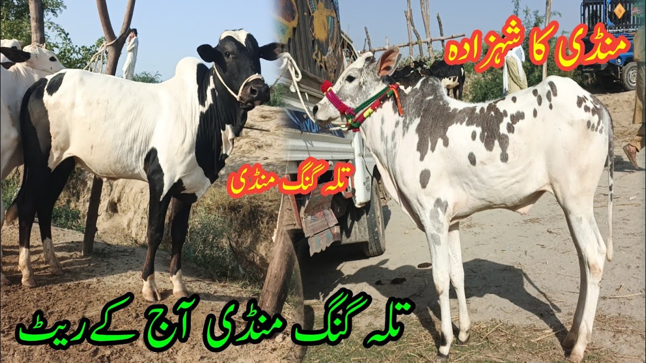 Talagang Mandi Latest Update /Dhani fateh jangi bareed /08-06-2026/sheep farming in pakistan/ Dumba