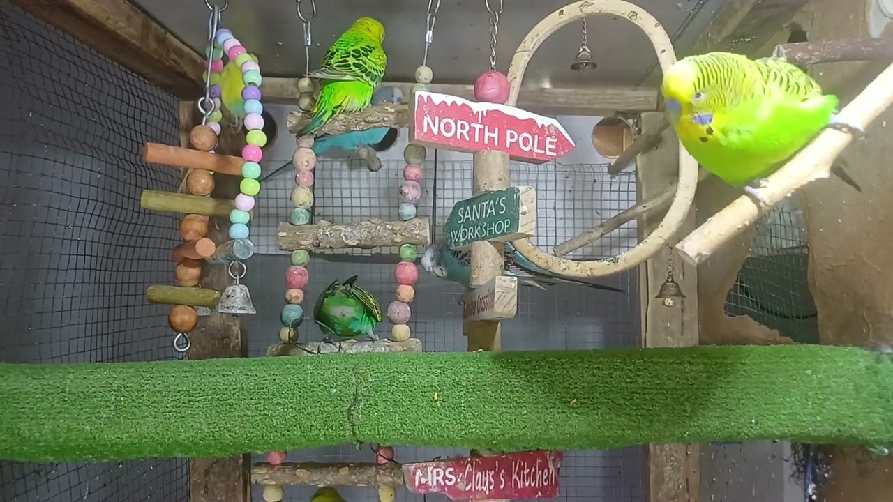 A little friend who lifts the mood ❤️