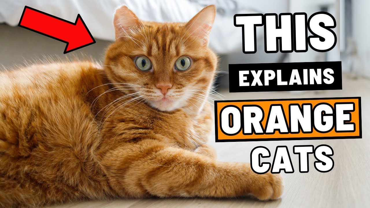 We Studied Orange Cats - The Results Were... Troubling