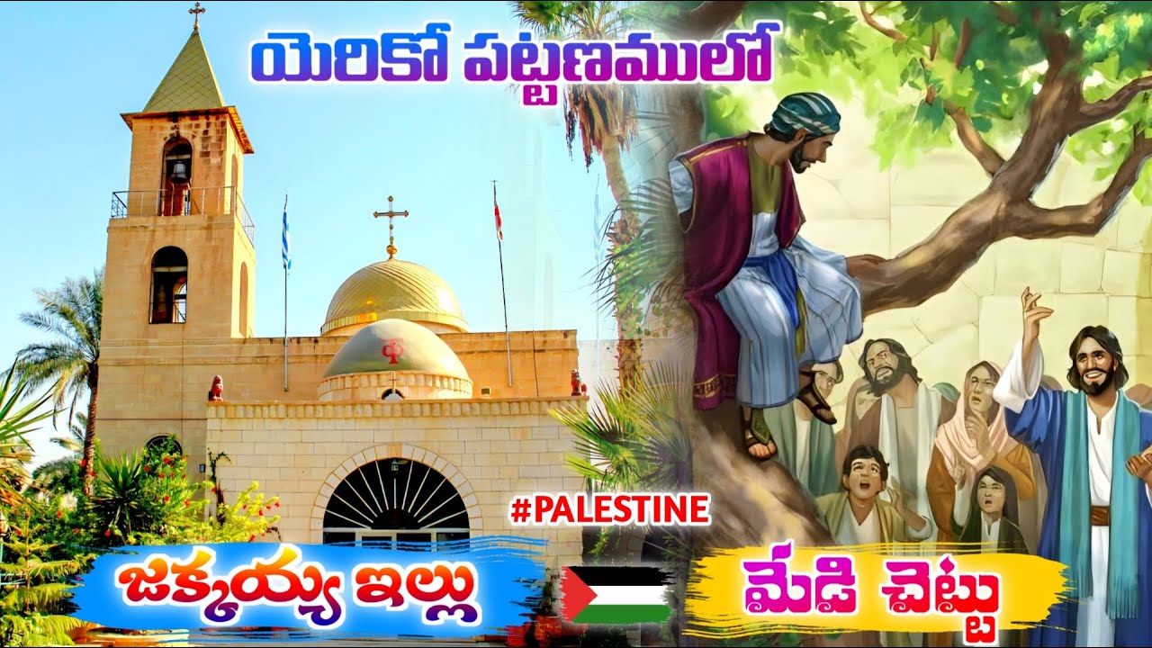 Zacchaeus Sycamore Tree || జక్కయ్య మేడి చెట్టు | Israel | Jericho | HPMCHURCH