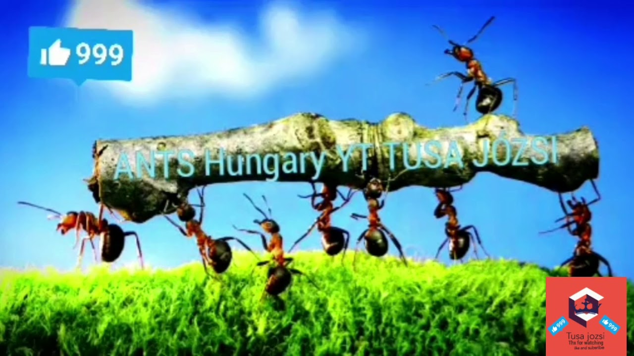 Hangya kol&oacute;nia teleltet&eacute;s