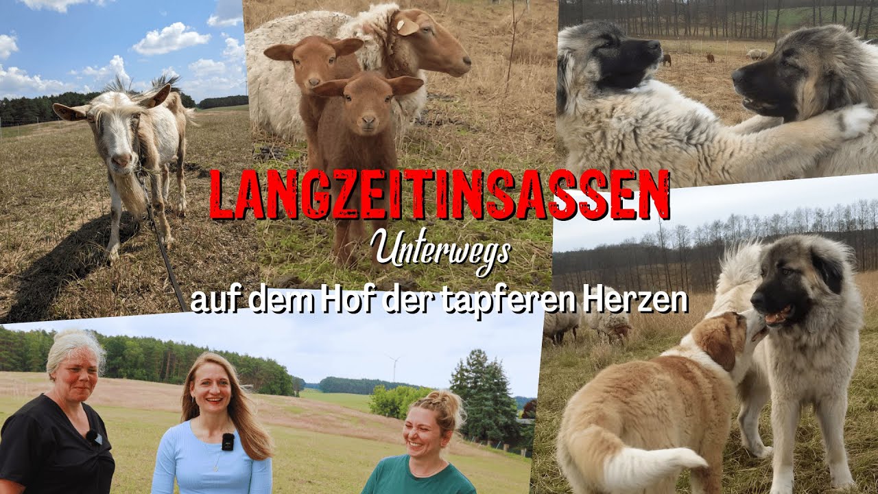 Langzeitinsassen Unterwegs - Arbeitende Herdenschutzhunde | Besuch auf dem Hof der tapferen Herzen