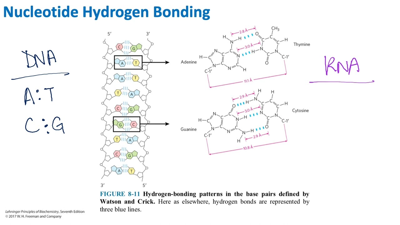 Nucleotide Hydrogen Bonding | Biochemistry