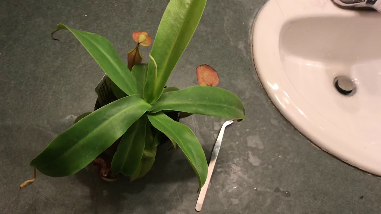 How to trim your pitcher plant!