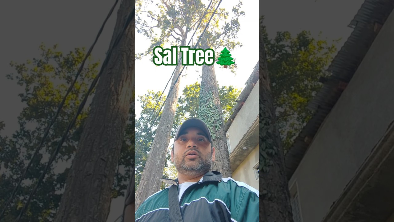 Sal Tree (Shorea Robusta)