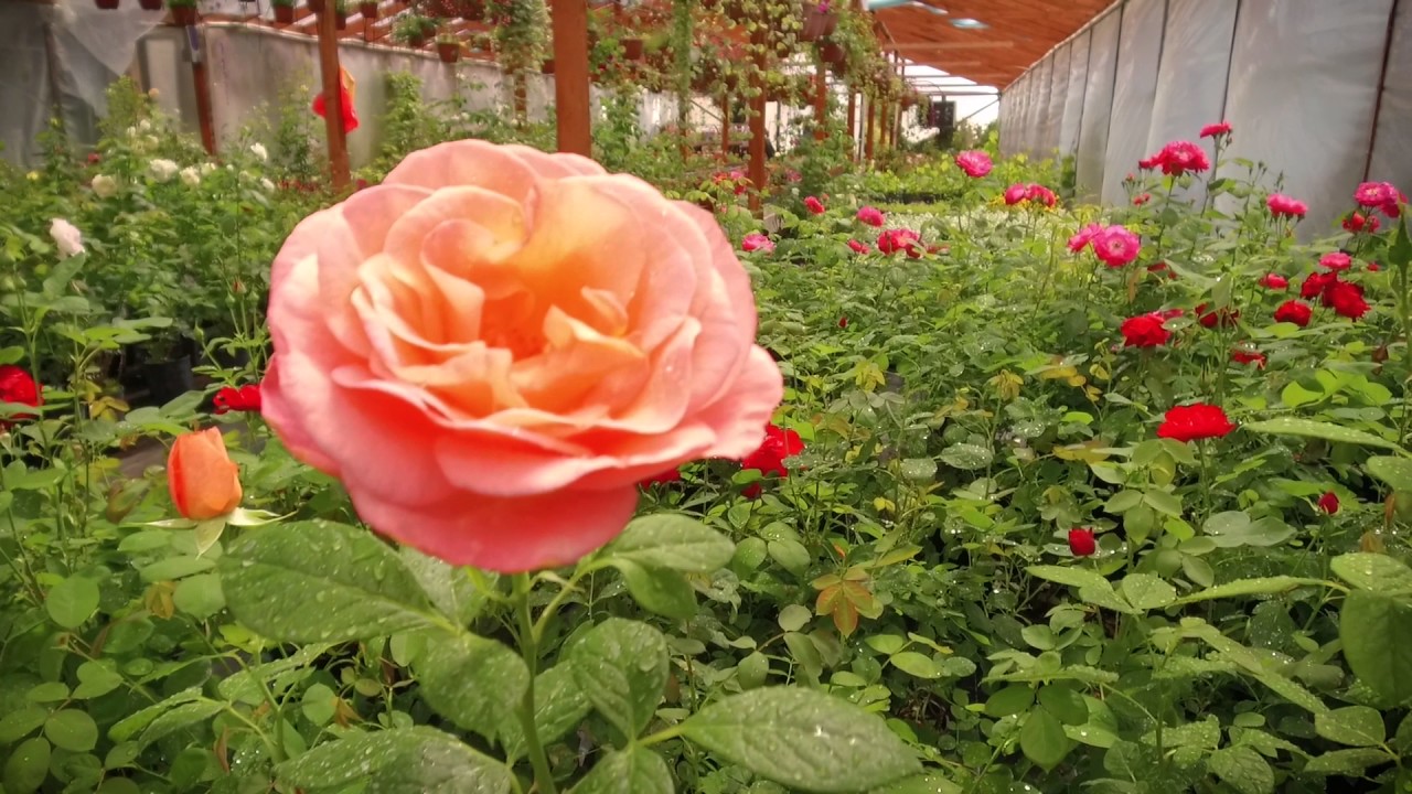 Medelynas - Vaismedžiai, vaiskrūmiai, rie&scaron;utmedžiai, vynmedžiai, dekoratyviniai augalai, gėlės