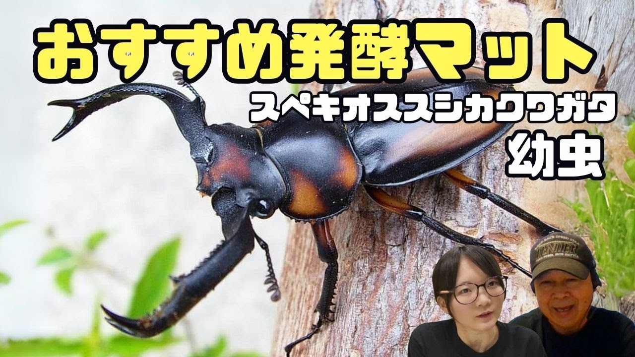 スペキオススシカクワガタの幼虫はどんなマットがおすすめ？｜【クワカブ広場】名人Shihoのクワカブ相談室！広場会員は無料で配信中！〈6月/36号〉　