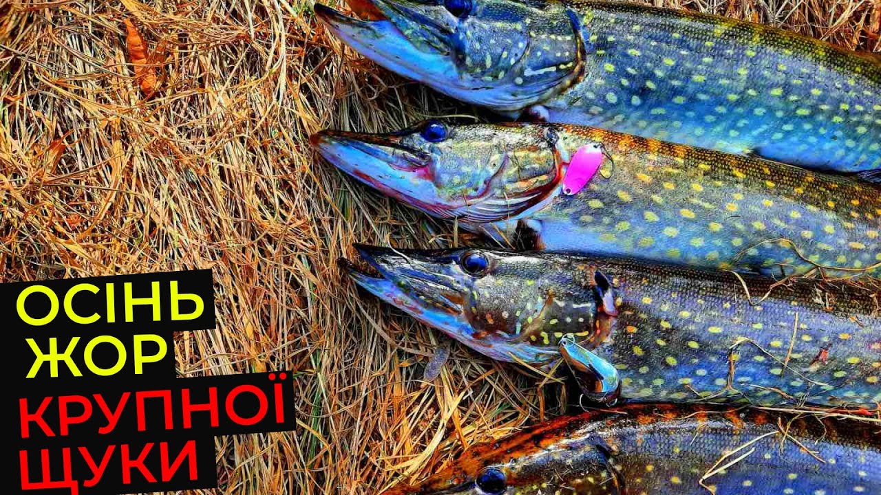 🆘️ ВСЕ по СЕРЙОЗНОМУ!😱 РОЗПОЧАВСЯ ЖОР КРУПНОЇ ЩУКИ! 🗣 Працює 