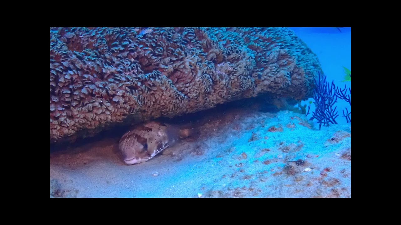 Mexico Oct25 📍Cabo San Lucas check dives with Sea Creatures 