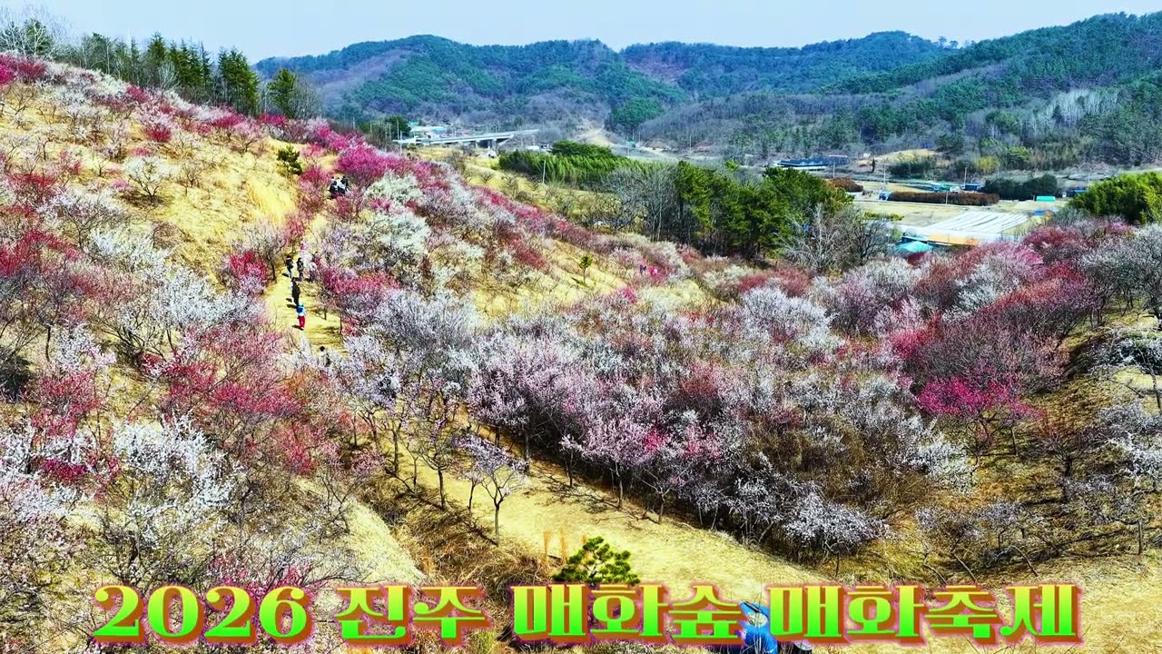 진주 매화숲 2026 ,3,10