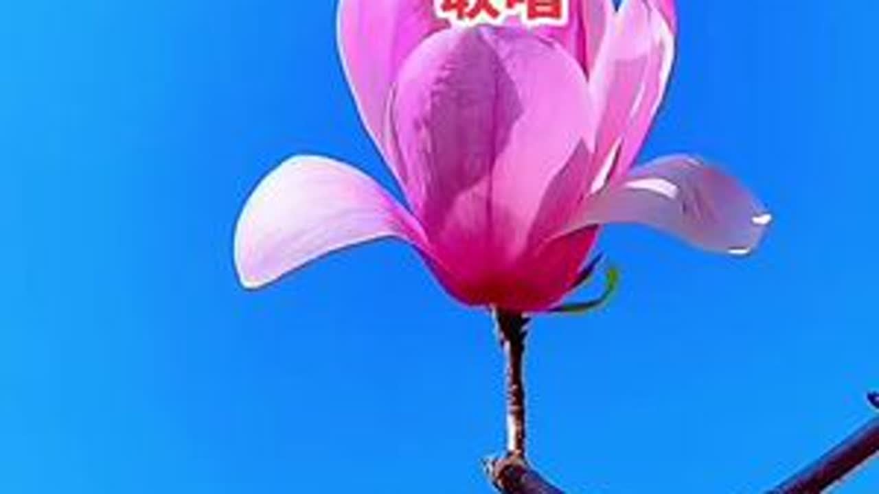 #幸运花 #拍花成画