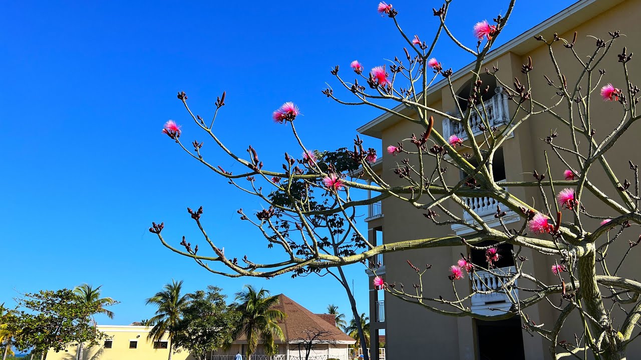 Iberostar Laguna Azul, Varadero 202402 (4K) - Good Resort, I Give 4* - See Detailed Ratings Below