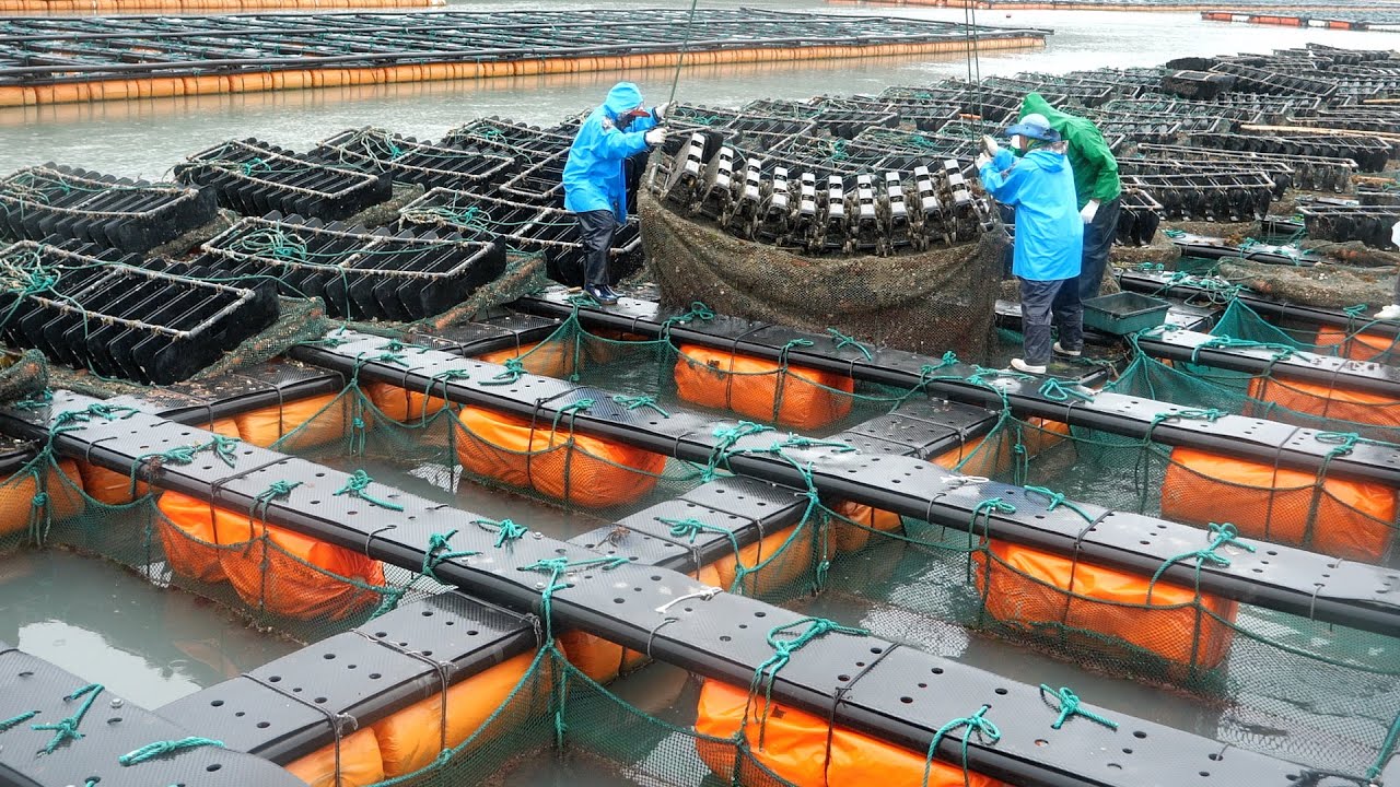 Incredible Productivity! Korea's Amazing Mass-Producing Food Factory TOP 5