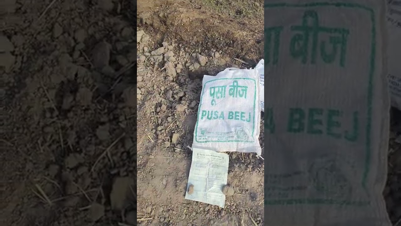 pusa new basmati seed 1886