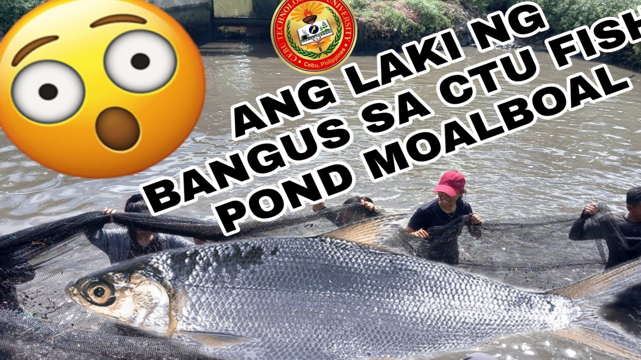 TRANSFERING BANGUS AND CATCHING BANGUS IN CTU FISH POND MOALBOAL😱😱TOGETHER WITH BSFi 3-A AND 3-B.