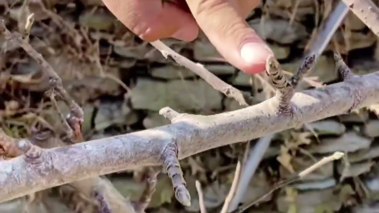 Perfect Canopy = Maximum Production 🍎 | Avnish Chauhan’s Proven Pruning Pattern | HDP Mission 🔥