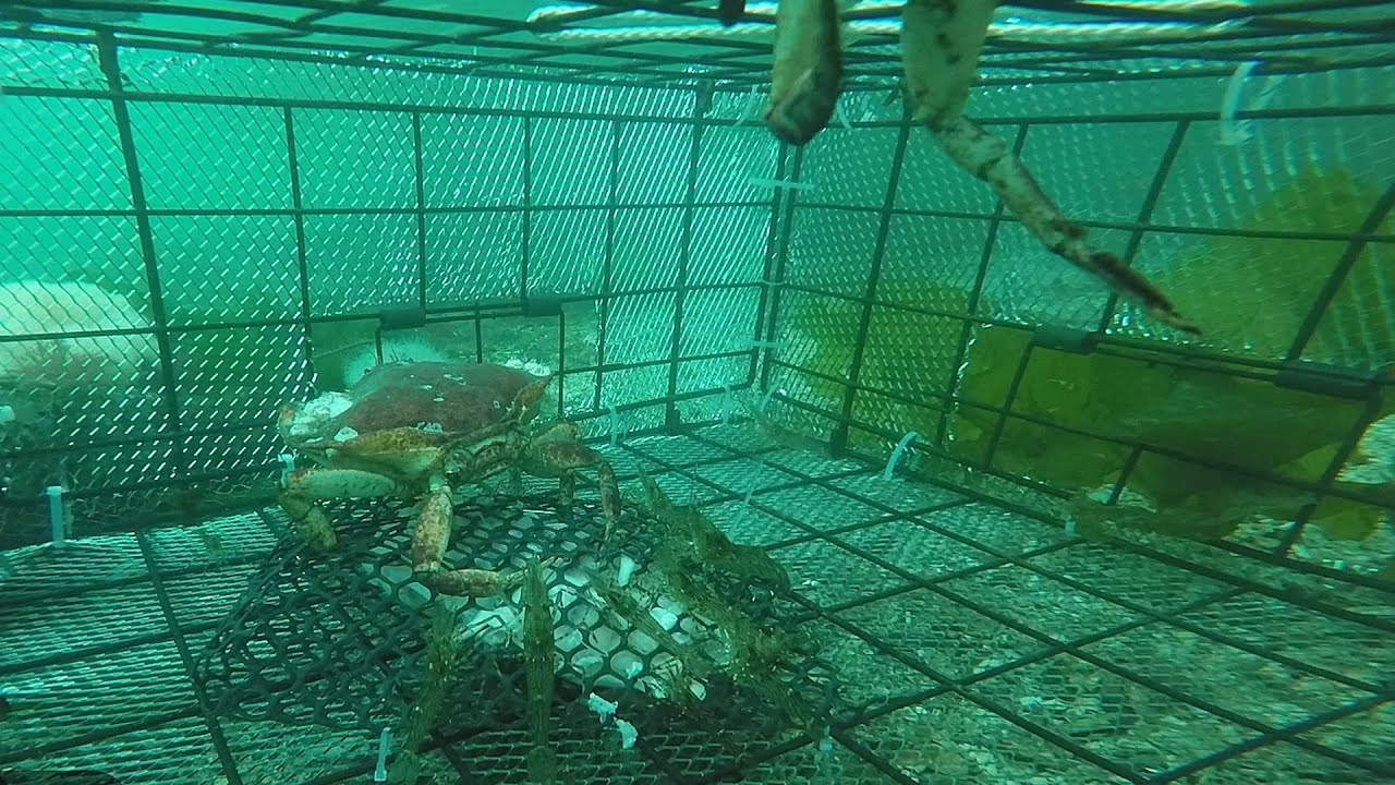 Catching Shrimp - Filmed by GoPro