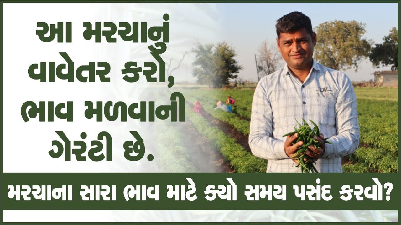 મરચાના સારા ભાવ આપતી જાતનું વાવેતર અને સમયની પસંદગી #chillifarming