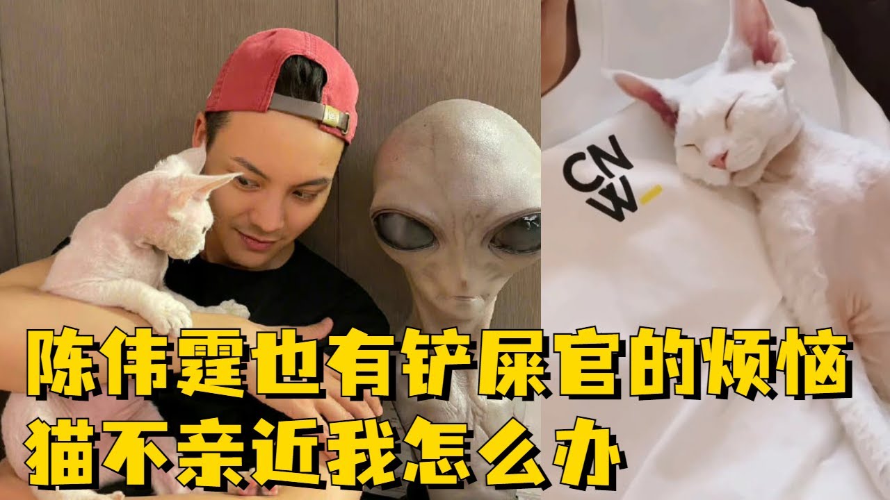 陈伟霆：我的猫让我又爱又恨~超温柔给猫猫洗澡，是理想老公的不二人选了！