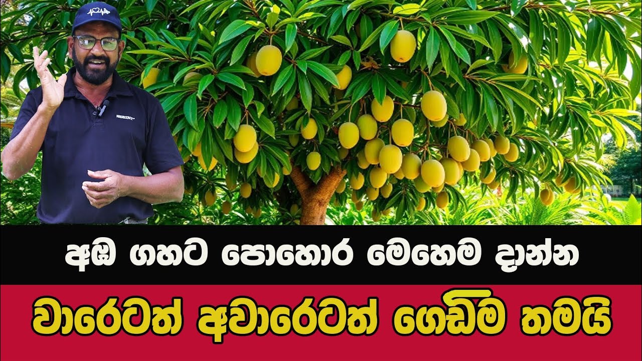 අවාරයටත් ගෙඩිගන්නෙ මෙහෙමයි / @Agriview61 