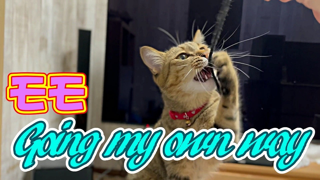 モモはGoing my own way(我が道を行く)