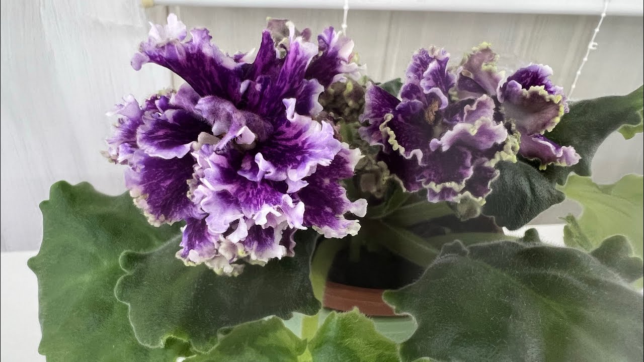 Детки фиалок подросли и показывают цветение😊🌸