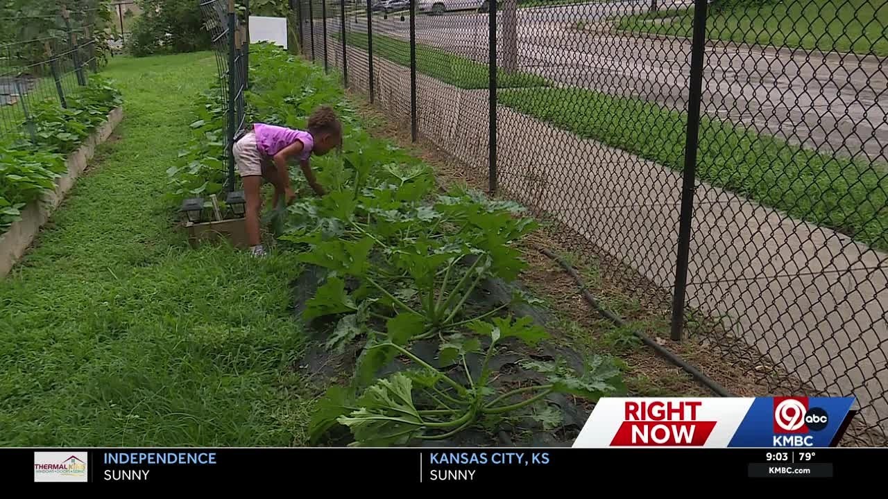 Cyclospora concerns are sending more Kansas City shoppers to local farms for fresh produce