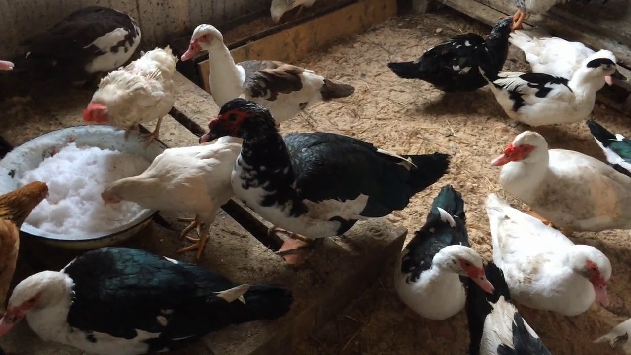 Содержание уток зимой видео №2